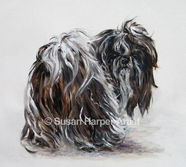 shih-tzu-37_595_watermark.jpg