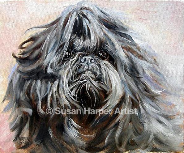 web-Shih-Tzu-14_595_watermark.jpg