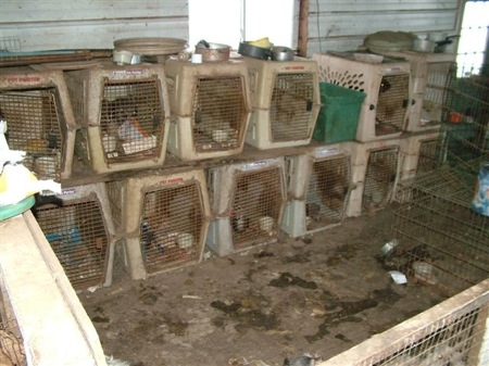 puppyfarm.jpg
