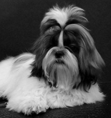The database picks Dog Of The Week randomly from all the animals with a photo. It's a nice way to highlight a database capability and doesn't confer any prizes or awards.