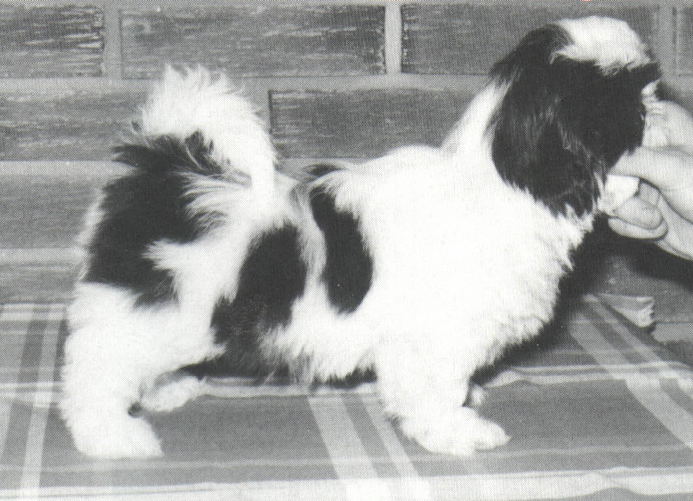 Photo of Ch. Boreas Gun-Yiang (Nor.)