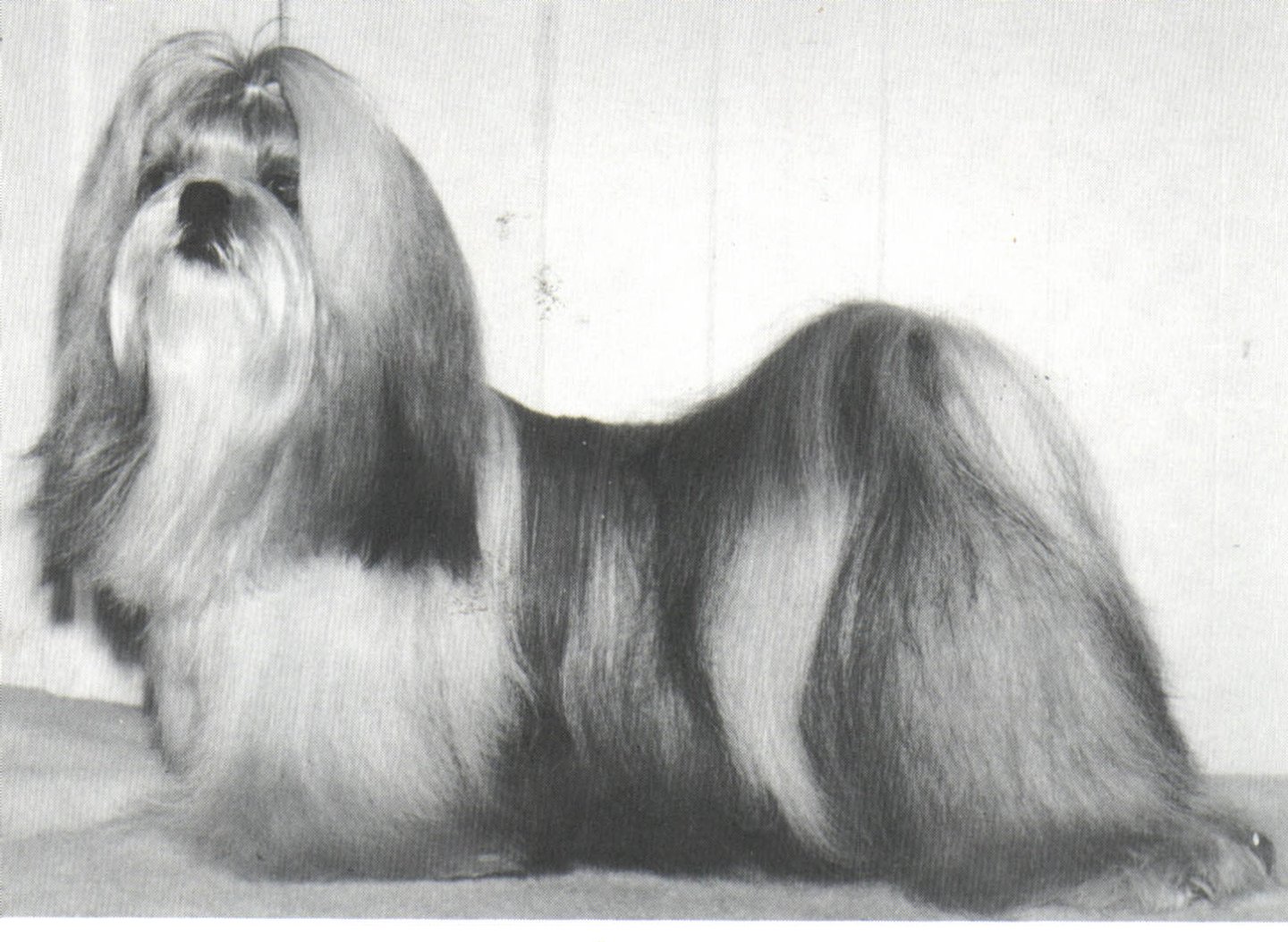 Photo of Ch. Boreas Manchu Lancer (Nord)