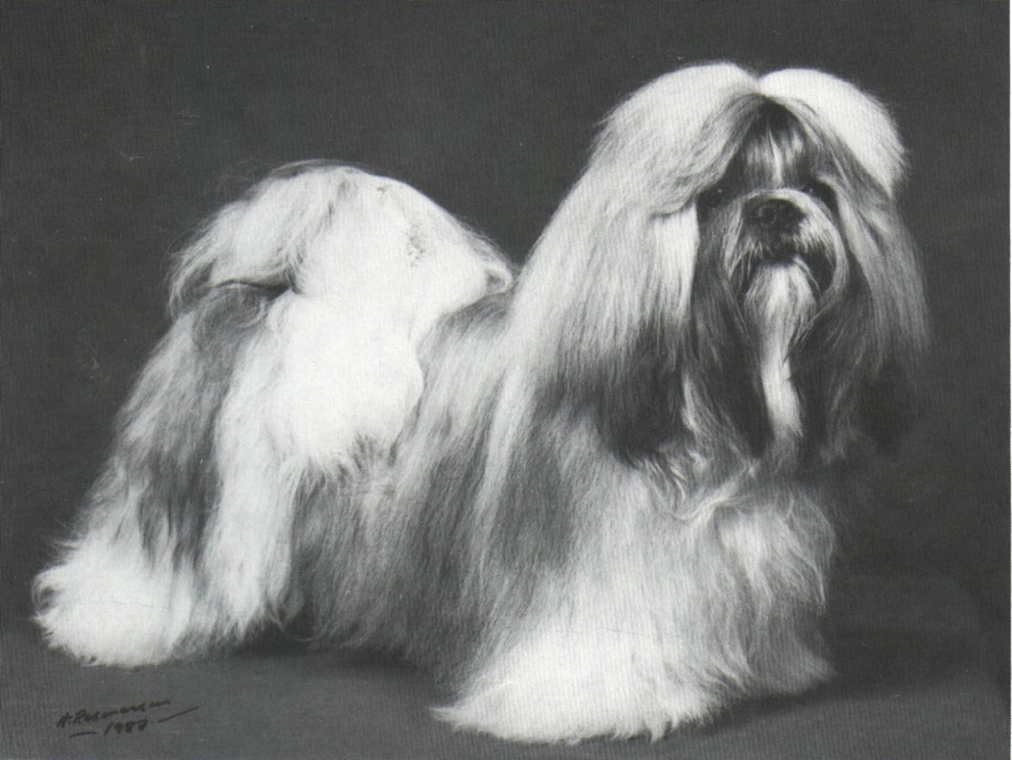 Ch. Boreas Quali-Tee-Kee (Nor, Swe)