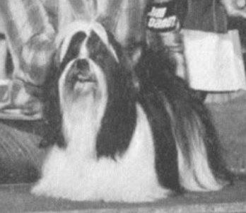 Ch. Carrimount Ah-Chop-Chop (US, Can)