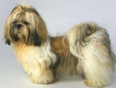 Ch. Cingaro's Fernando (Nor)