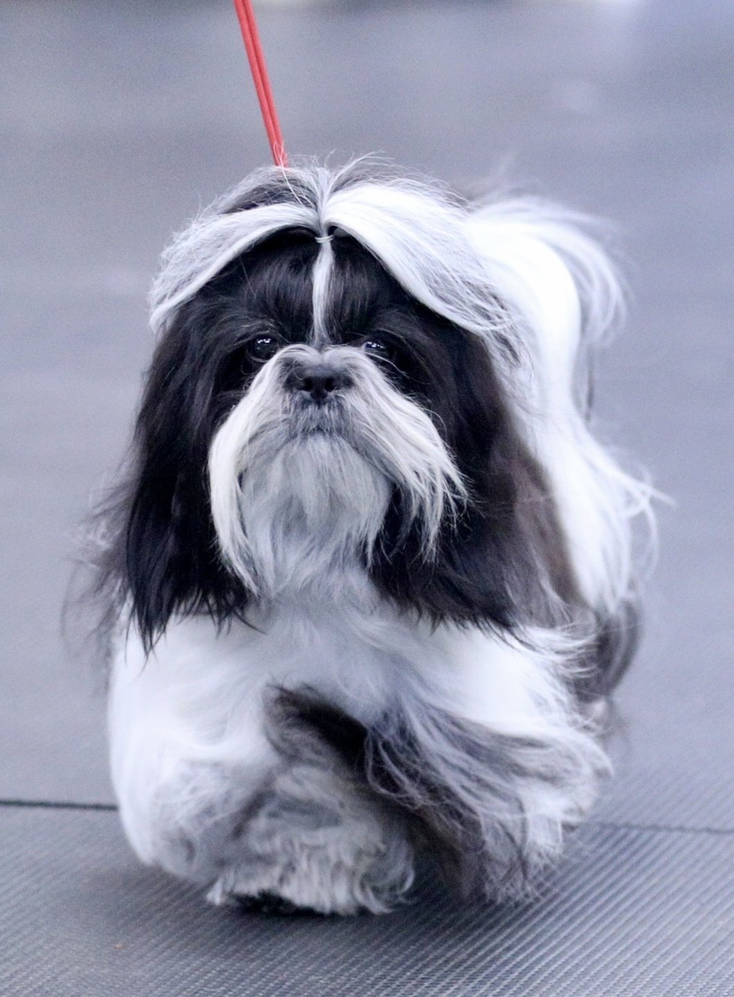 Photo of Crimsonleash Ruby Star