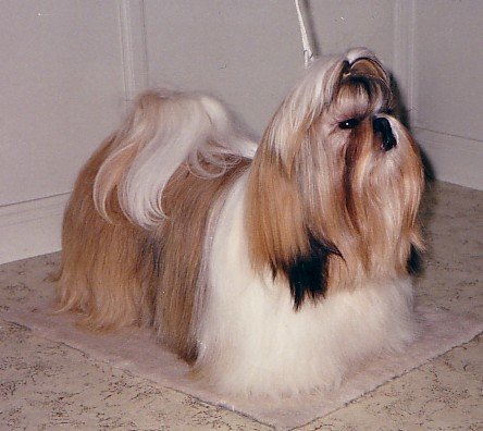 Photo of Ch. Danilo's Endless Love (Nor, Swe)