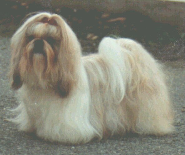 Photo of Ch. Danilos Enthusiastic Evita (Nor)