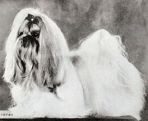 Photo of Ch. Elfann Golden Puff Ball (Amer)