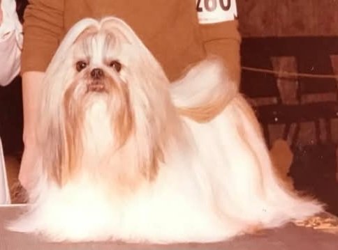 Ch. Golden Elegance of Elfann