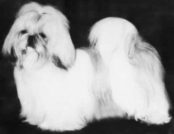 The database picks Dog Of The Week randomly from all the animals with a photo. It's a nice way to highlight a database capability and doesn't confer any prizes or awards.