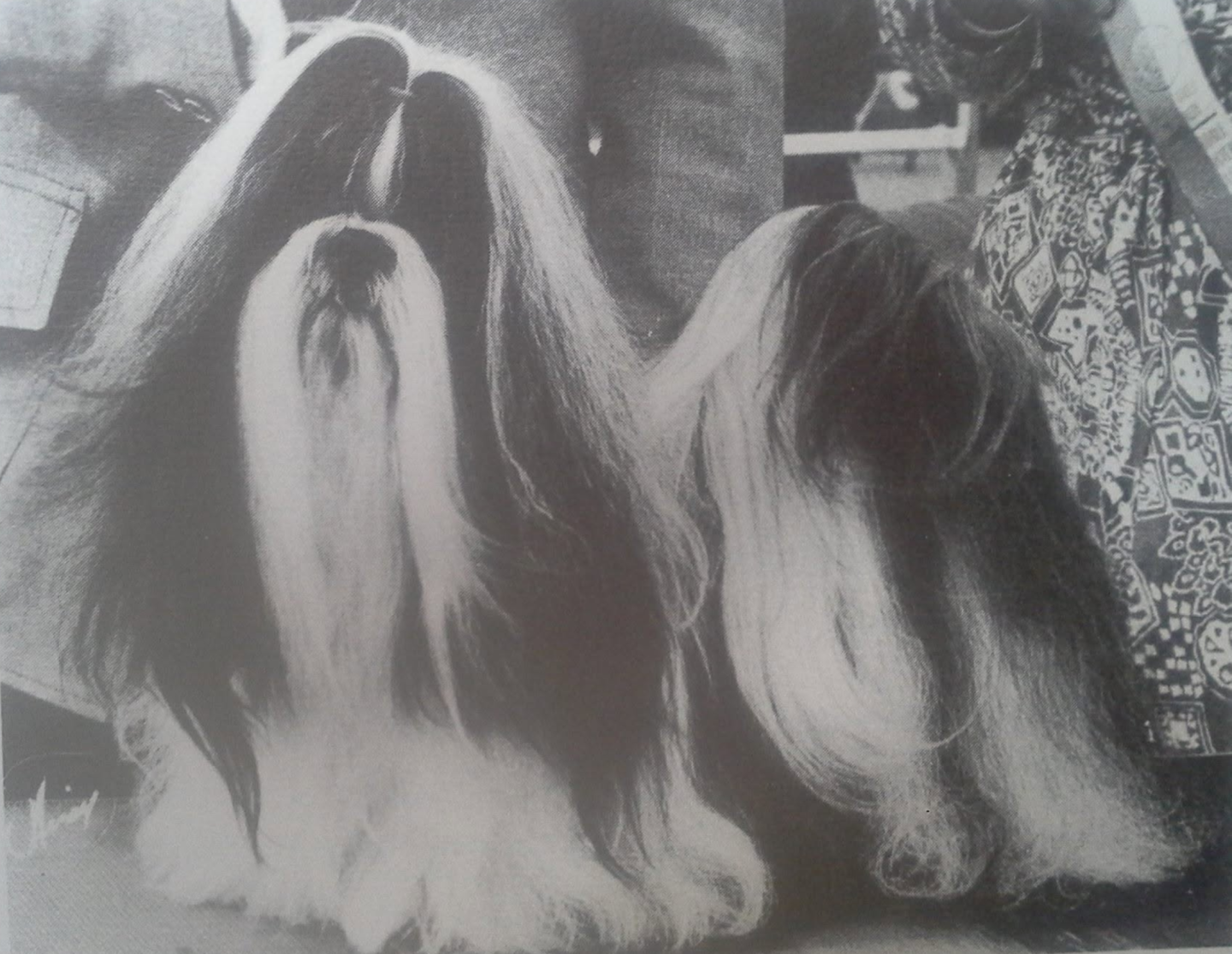Ch. Long's Chiny Chin Ah Chop Chop (US)