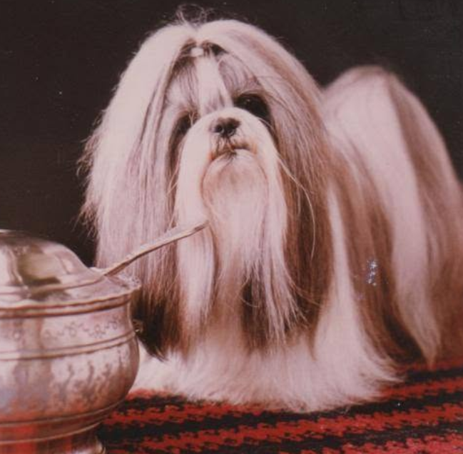 Ch. Lyckobringarens Mr Magoo (Nor, Swe)