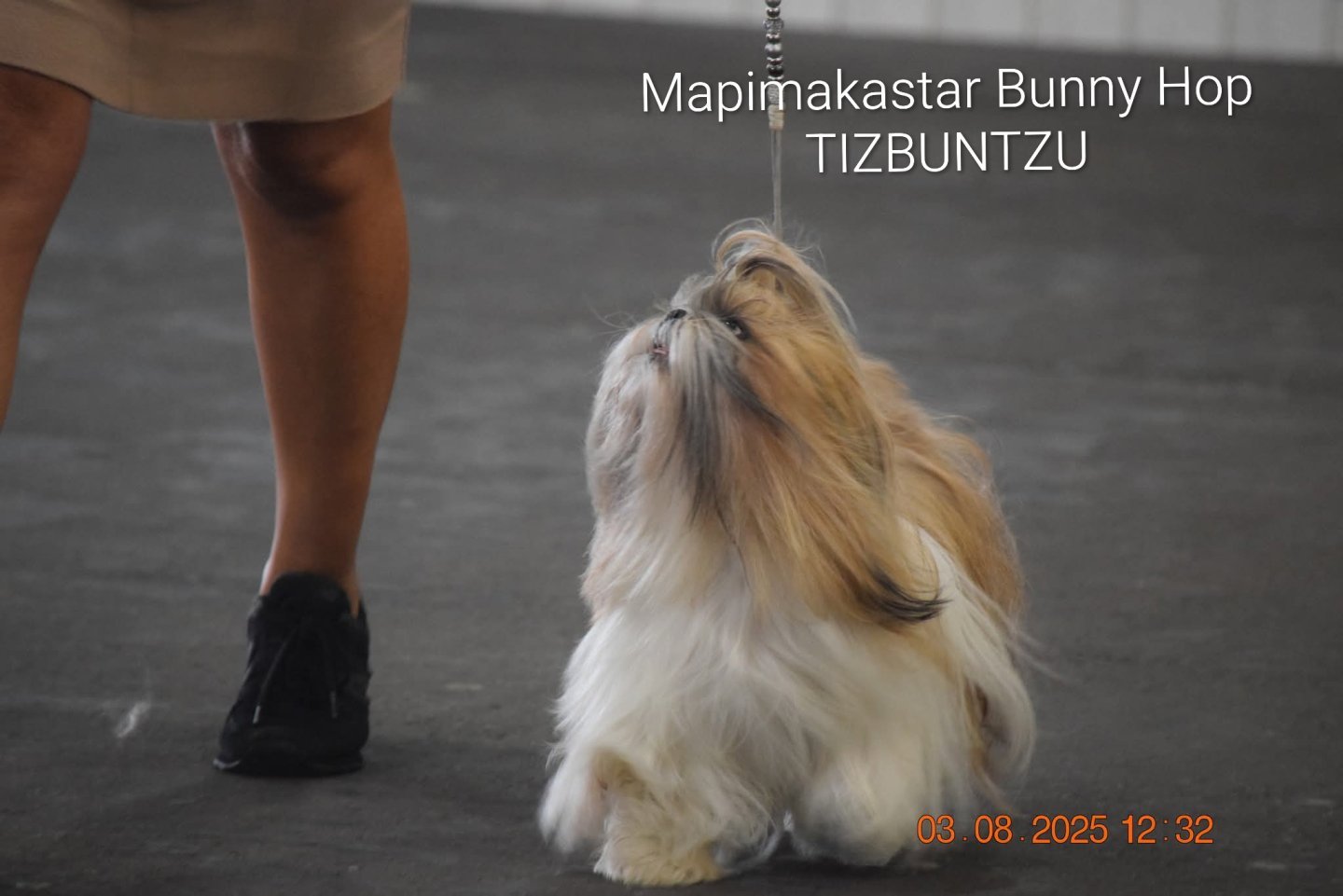Photo of Mapimakastar Bunny Hop Tizbuntzu