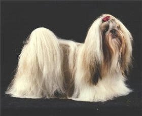 Photo of Ch. Shieriko's Nina Ricci (Nor)