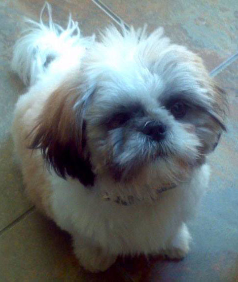 The database picks Dog Of The Week randomly from all the animals with a photo. It's a nice way to highlight a database capability and doesn't confer any prizes or awards.