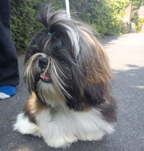The database picks Dog Of The Week randomly from all the animals with a photo. It's a nice way to highlight a database capability and doesn't confer any prizes or awards.