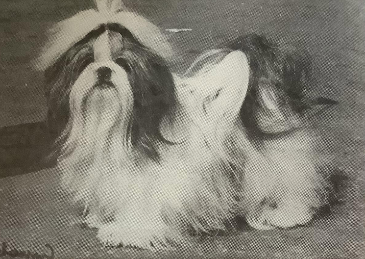 Ch. Telota Anouska